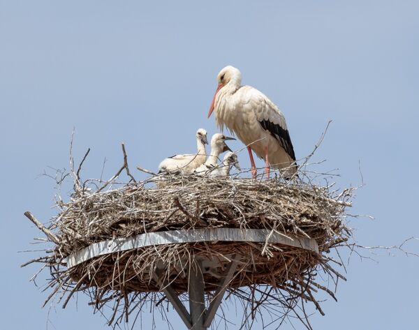 Weißstorch mit Küken - Foto: NABU/Constantin Sittmann